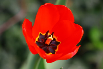 Fototapeta premium tulpe