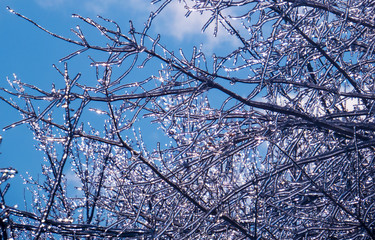 Iced tree branches reflecting the bright sunlight in front of a blue sky during a very cold morning of winter 2018-2019.