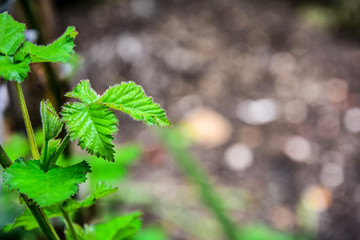 Green Background Photos