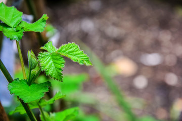 Green Background Photos