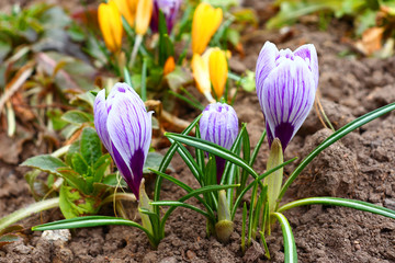 The first spring colors: blue-violet, yellow and white crocuses.