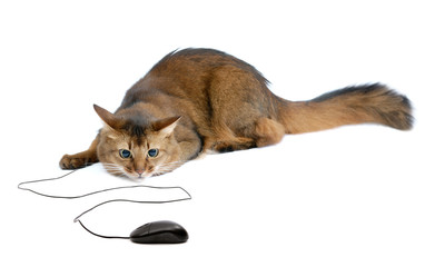 Somali cat with black computer mouse, isolated