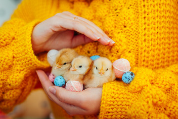 Easter chicken. Woman holding three orange chicks in hand surrounded with Easter eggs.