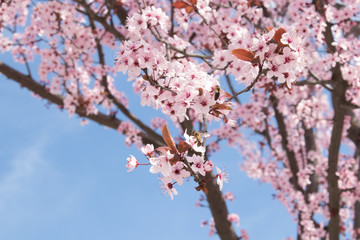 cherry blossom in spring