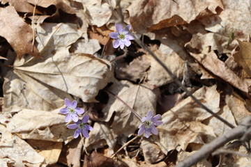 flowers in leaves