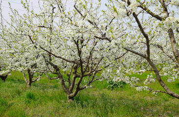 Flowering white plum