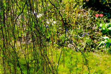 Hazelnut Blossoms - Corylus avellana