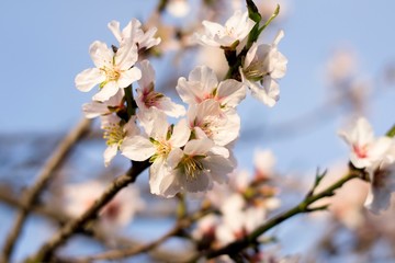 Details of wild blooming almond trees and background 