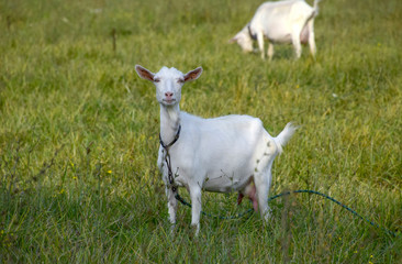 Naklejka na ściany i meble Goats grazing in the meadow