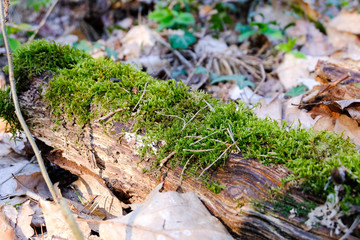 Moss on a tree trunk