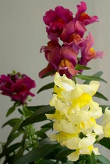 Details of colorful snapdragon flowers with green leaves 
