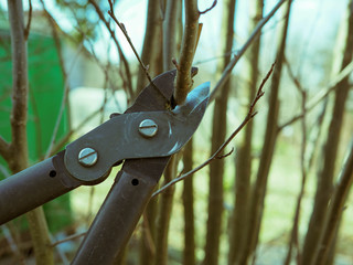 spring pruning of trees
