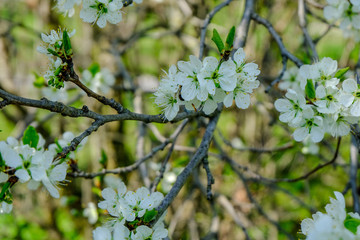 Honeybee on a cherry blossom at a blossoming cherry tree
