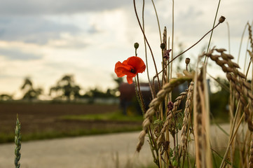 Poppy Flower wheat field
