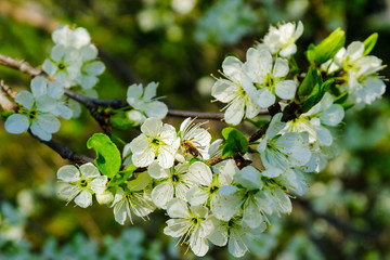 Honeybee on a cherry blossom at a blossoming cherry tree