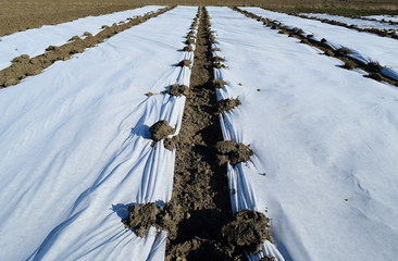 Greenhouses made of polymer film. Early spring in the garden gre