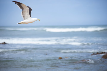 Lone Seagull in flight  over the ocean with copy space.