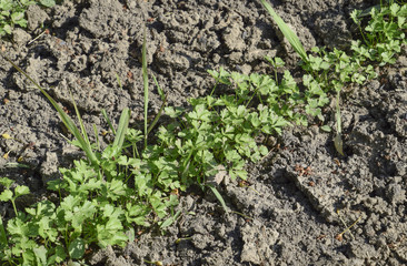 Growing parsley in the garden. The stems and leaves of parsley plant spicy culture
