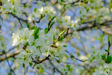 Honeybee on a cherry blossom at a blossoming cherry tree