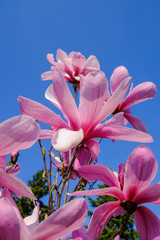 pink magnolia blossoms against a blue sky