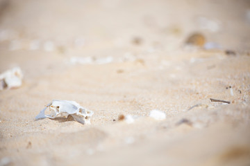 Desolate animal skull left bare on a dry sandy beach.