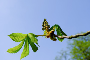 Chestnut blossom and chestnut leaves in front of blue background