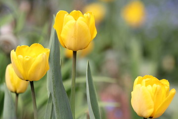 tulpe