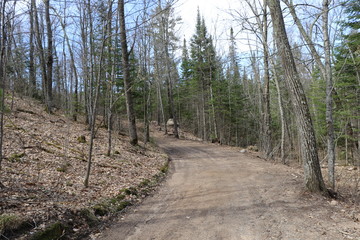 road in the forest