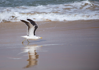A Lone Seagull preparing to take off in front of the ocean.