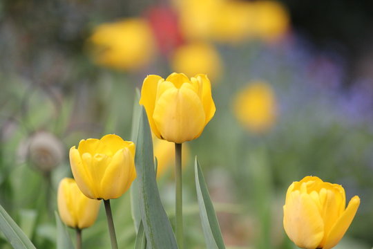 tulpe