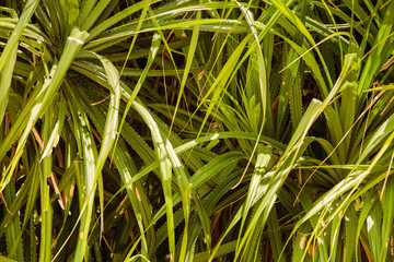 Texture. Pandan green leaves close up. tropical wild pineapple.