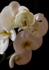 Detail of a white orchid with stem 