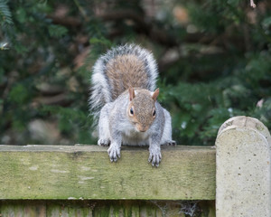 Grey squirrel