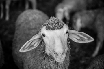 Black and white sheep
