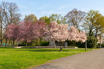 Blooming pink trees in the park