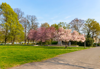 Blooming pink trees in the park
