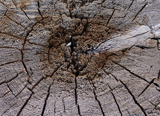 cracked old slice of wood