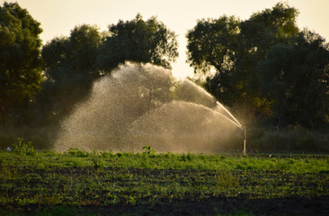 Irrigation system in field of melons. Watering the fields. Sprin