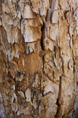 old rotten trees closeup