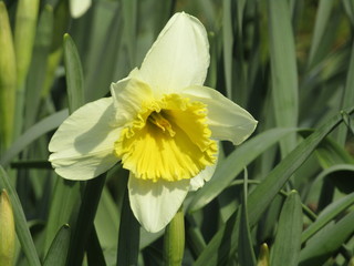 Fototapeta premium yellow daffodil in the garden
