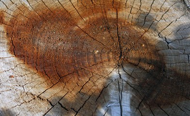 cracked old slice of wood