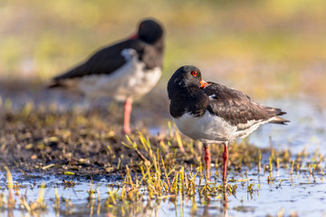 Pied Oystercatcher couple sleeping on river bank