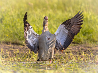 Egyptian goose flying off