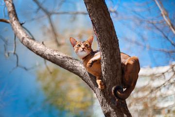 Abyssinian cat sitting on a tree in the sun