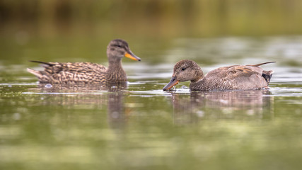 Gadwall couple waterbirds