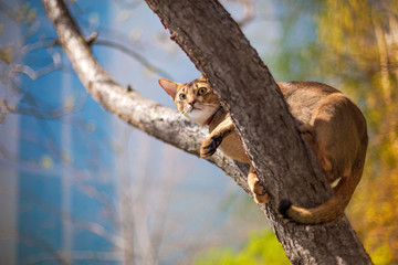 Abyssinian cat sitting on a tree in the sun