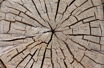 Fototapeta premium cracked old slice of wood