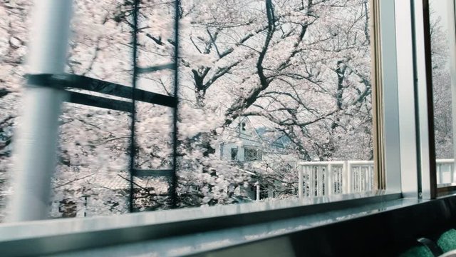 Beatiful cherry blossoms in Kyoto, view from window of subway
