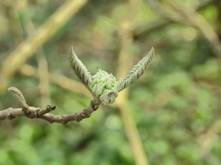 green bud on tree