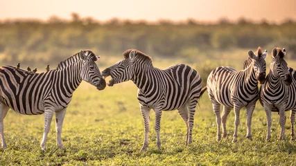 Foto op Aluminium Four Common Zebra grooming on savanna © creativenature.nl